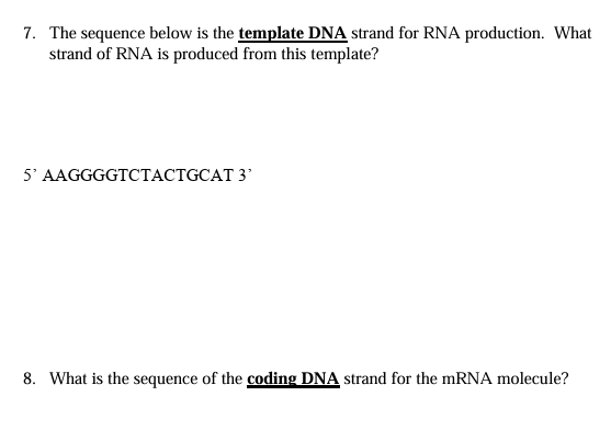 Solved The sequence below is the template DNA strand for RNA | Chegg.com
