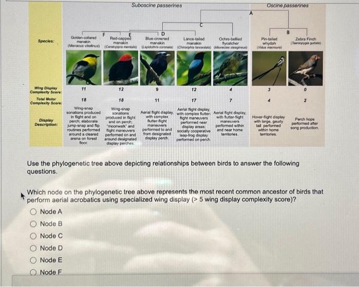 Solved Use The Phylogenetic Tree Above Depicting | Chegg.com