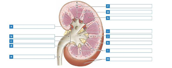 Solved: Label the kidney structures in the following diagram, a