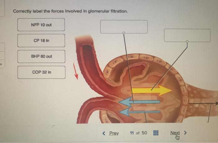 Correctly Label The Forces Involved In Glomerular Filtration Labels
