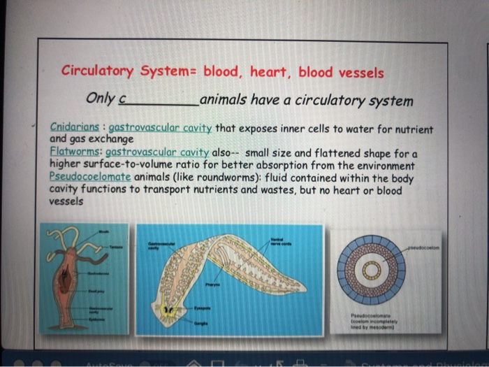 Solved Circulatory System= blood, heart, blood vessels 