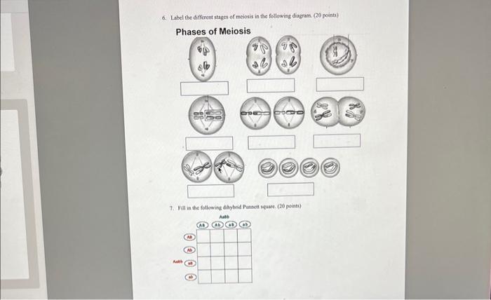 Solved 6. Label the different stages of meiosis in the | Chegg.com