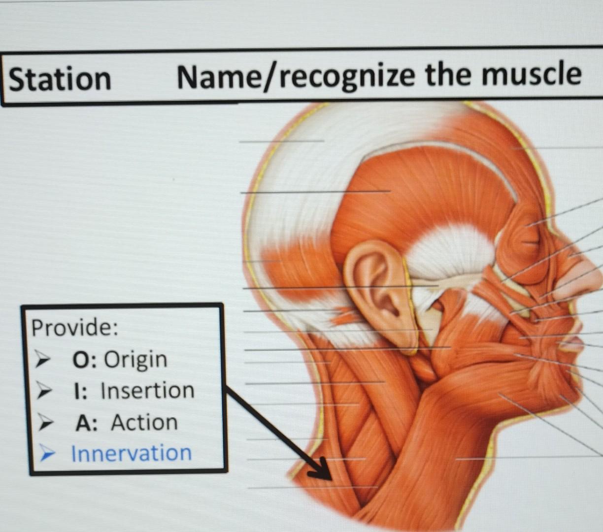 Station Name/recognize the muscle Provide: O: Origin | Chegg.com
