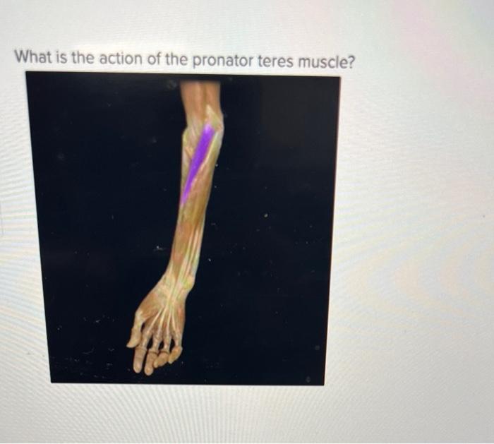 Solved What is the action of the extensor digitorum muscle? | Chegg.com