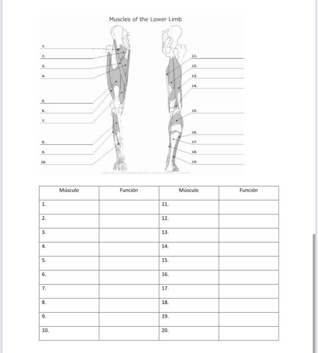 Muscles of the Lower Limb is. \begin{tabular}{|l|l|l|l|} \hline \multicolumn{1}{|c|}{ Músculo } & Función & \multicolumn{1}{|