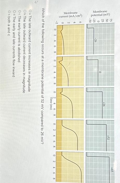 Solved Which of the following occurs at a membrane potential | Chegg.com