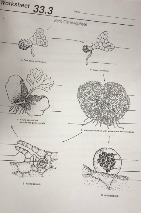 Solved Worksheet Fern Gametophyte Young proth F Young | Chegg.com