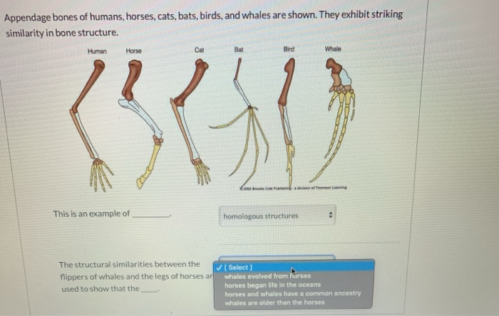 Solved Appendage bones of humans, horses, cats, bats, birds, | Chegg.com