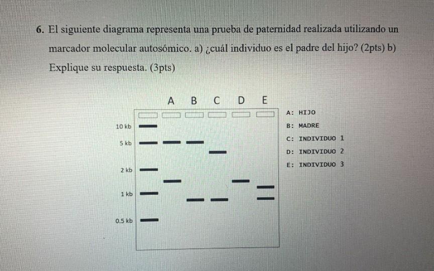 6. El siguiente diagrama representa una prueba de paternidad realizada utilizando un marcador molecular autosómico. a) ¿cuál