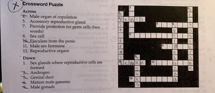 Solved lens ( X Crossword Puzzle Across 7 Male organ of Chegg com