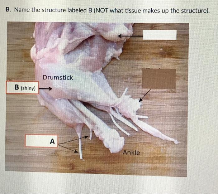 Solved B. Name the structure labeled B (NOT what tissue