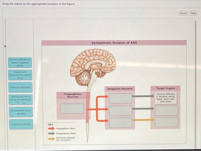 Solved Drag the labels to the appropriate location in the