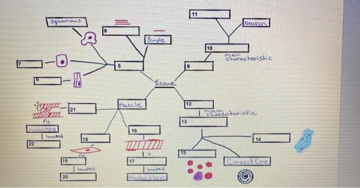 connective tissue concept map