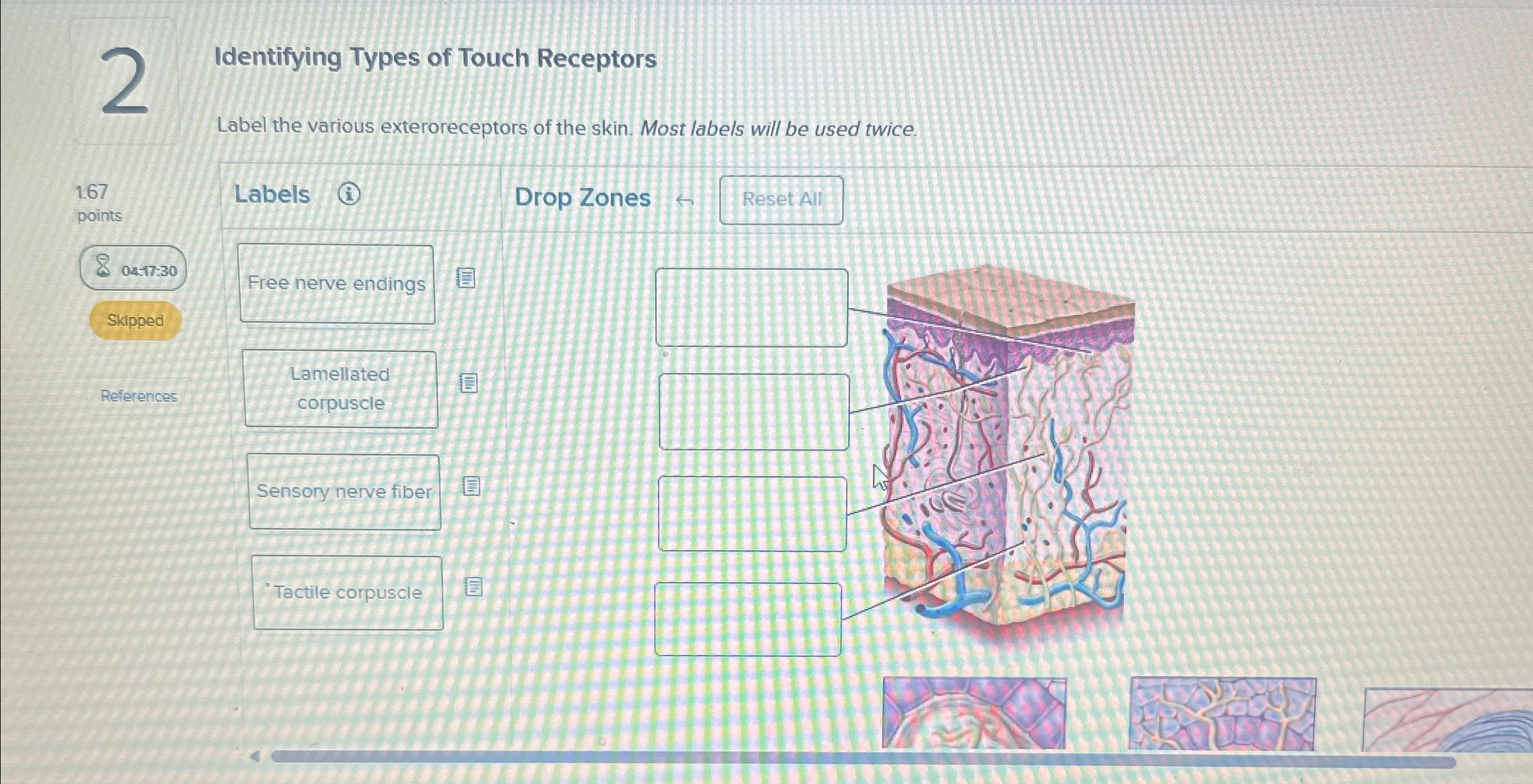 Solved Identifying Types of Touch ReceptorsLabel the various | Chegg.com