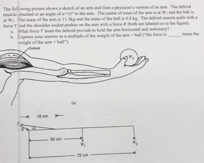 Solved The following picture shows a sketch of an arm and | Chegg.com