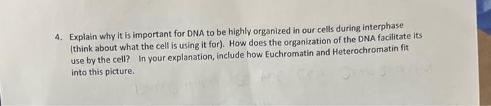 4. Explain why it is important for DNA to be highly organized in our cells during interphase (think about what the cell is us