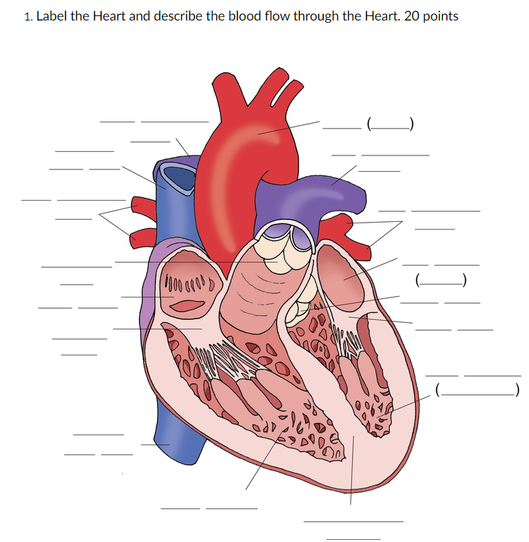 Solved Label the Heart and describe the blood flow through | Chegg.com