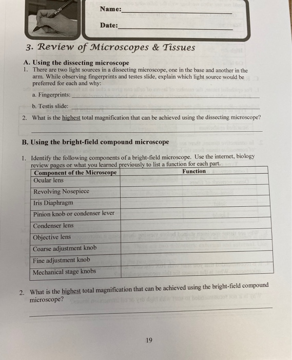 Solved Name: Date: 3. Review of Microscopes & Tissues A. | Chegg.com