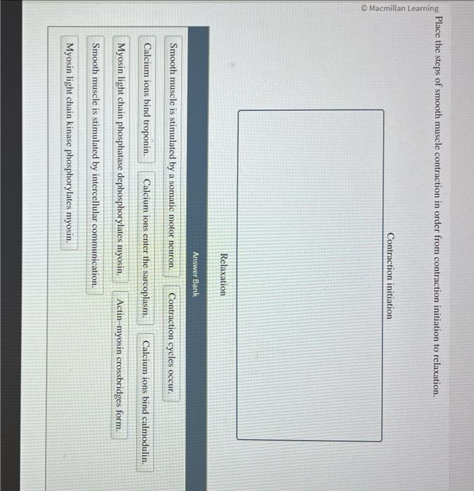 Place the steps of smooth muscle contraction in order from contraction initiation to relaxation.
Relaxation