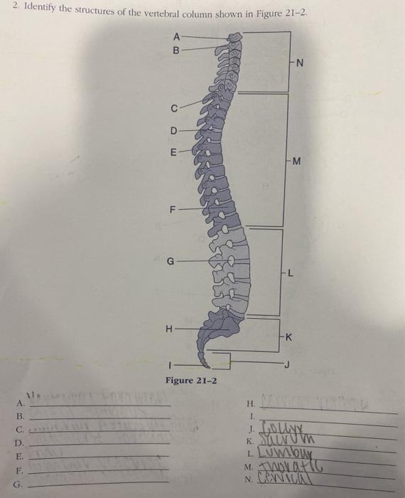 Solved 2. Identify the structures of the vertebral column