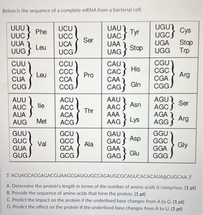 Solved Below is the sequence of a complete mRNA from a | Chegg.com