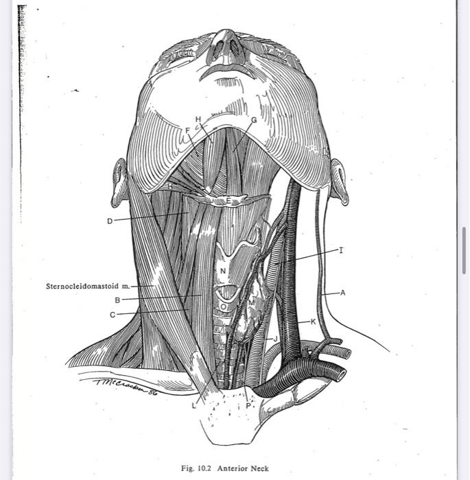 I Sternocleidomastoid m. A B с Miercedes с Fig. 10.2 | Chegg.com