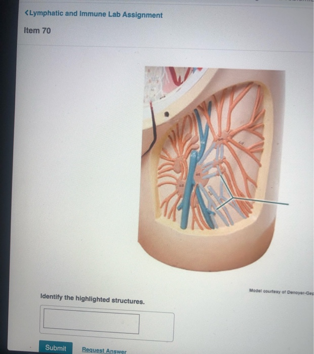 Lymphatic And Immune Lab Assignment Item 32 Chegg 