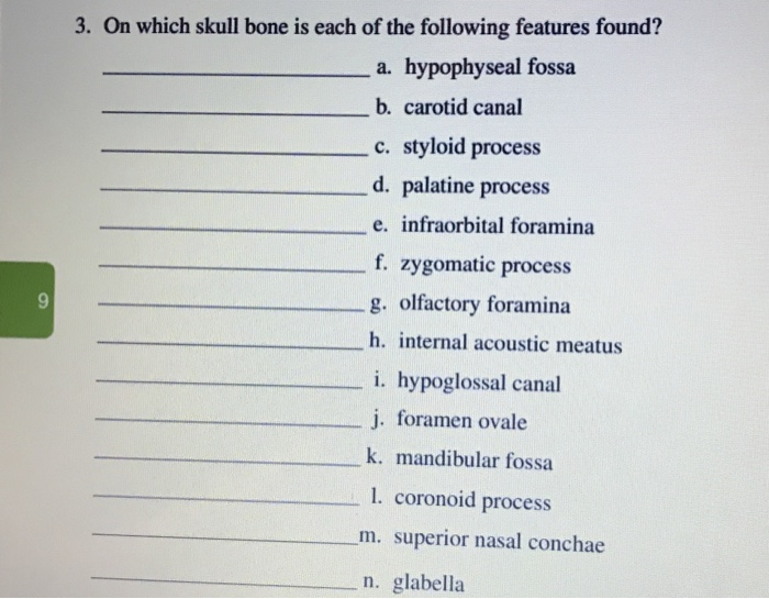 Solved 1 Identify The Bones And Bone Markings In The Chegg Com   Image 