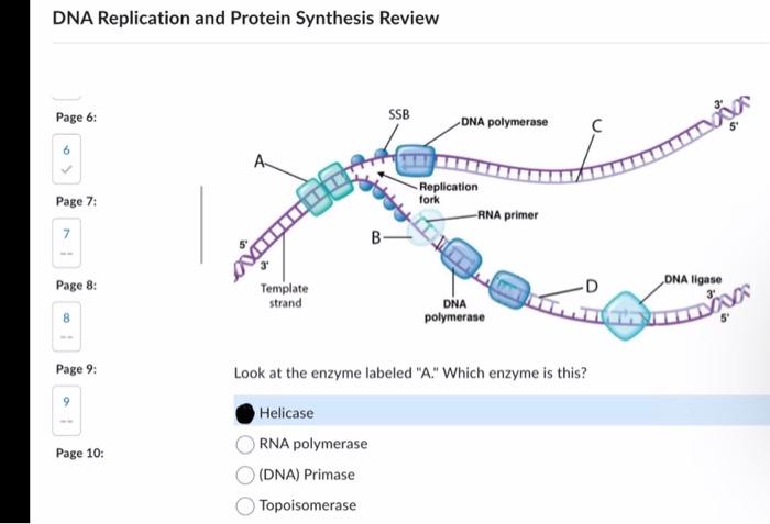 Solved DNA Replication and Protein Synthesis Review Page 6: | Chegg.com