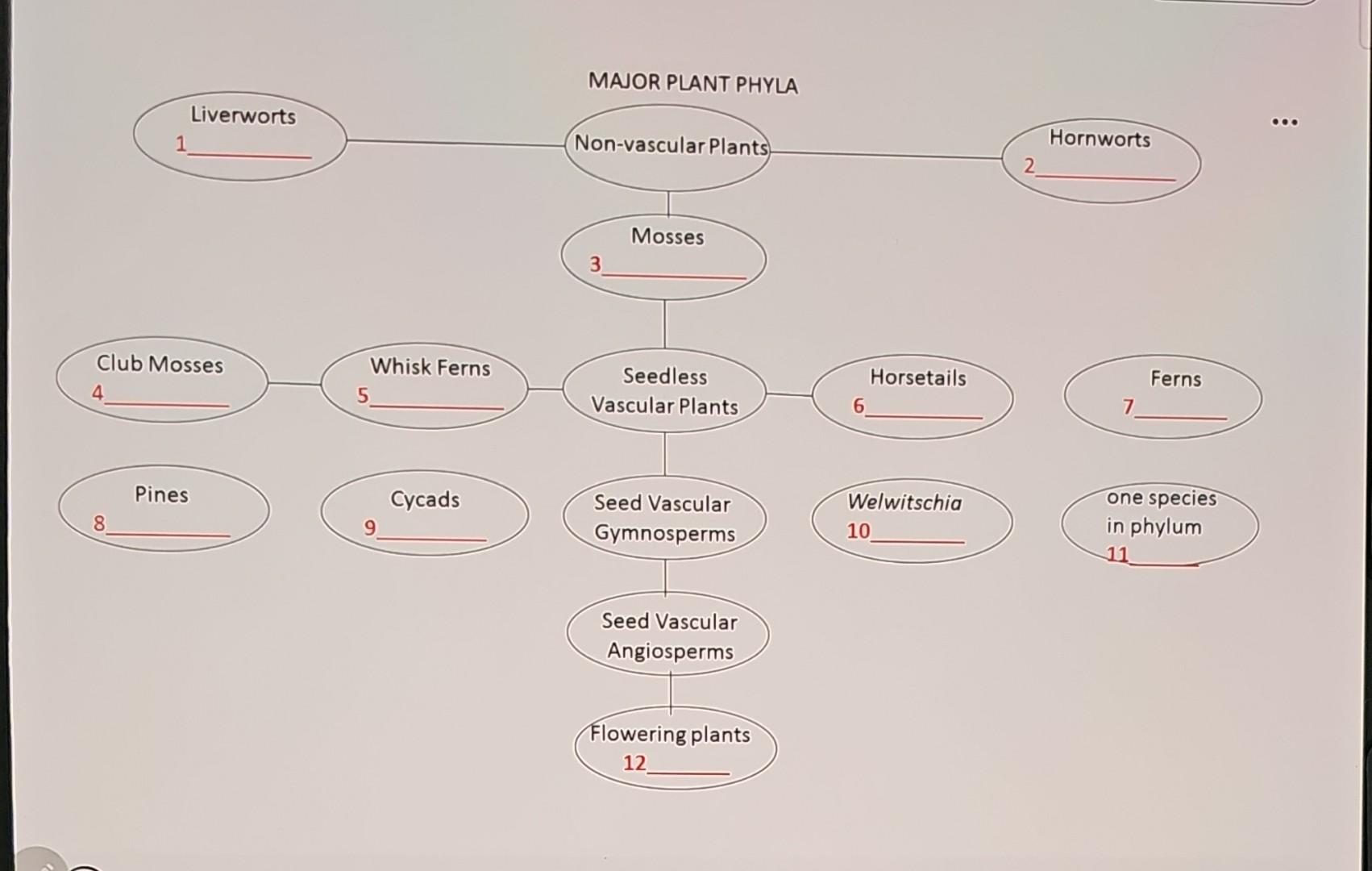 Solved MAIOR PLANT PHYLA Seed Vascular Gymnosperms Flowering Chegg