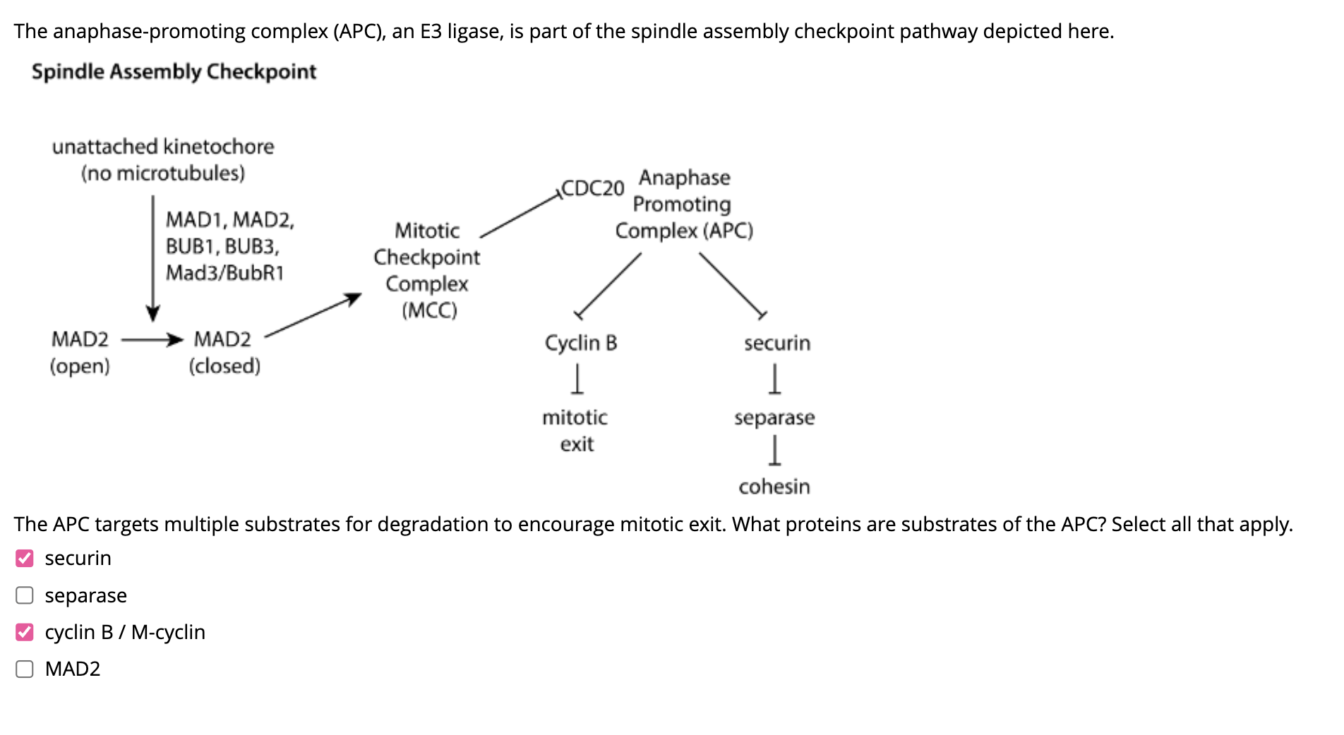 Solved The anaphase-promoting complex (APC), ﻿an E3 ﻿ligase, | Chegg.com