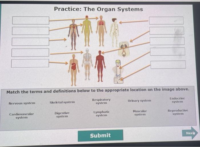 Solved Practice: The Organ Systems Match the terms and | Chegg.com