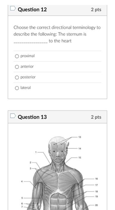 Choose the correct directional terminology to describe the following: The sternum is to the heart
proximal
anterior
posterior