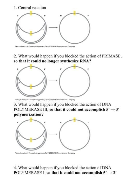 Solved Replication Activity Background You are working on a | Chegg.com