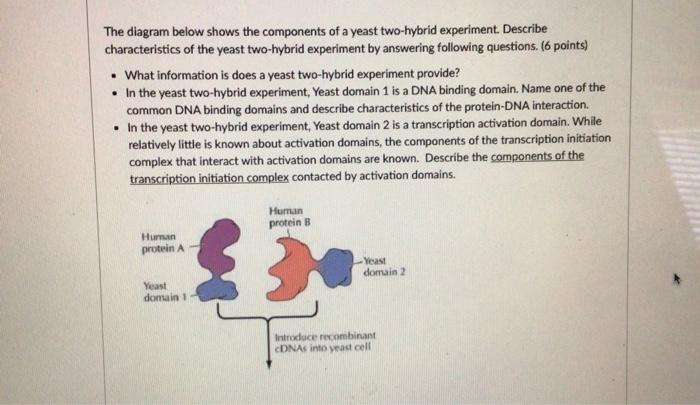Solved The diagram below shows the components of a yeast | Chegg.com