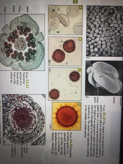 Procedure 2 Microanatomy of the Flower 1 Using the | Chegg.com