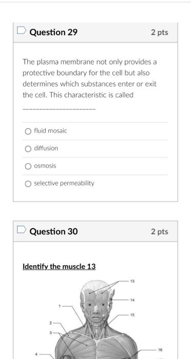 The plasma membrane not only provides a protective boundary for the cell but also determines which substances enter or exit t