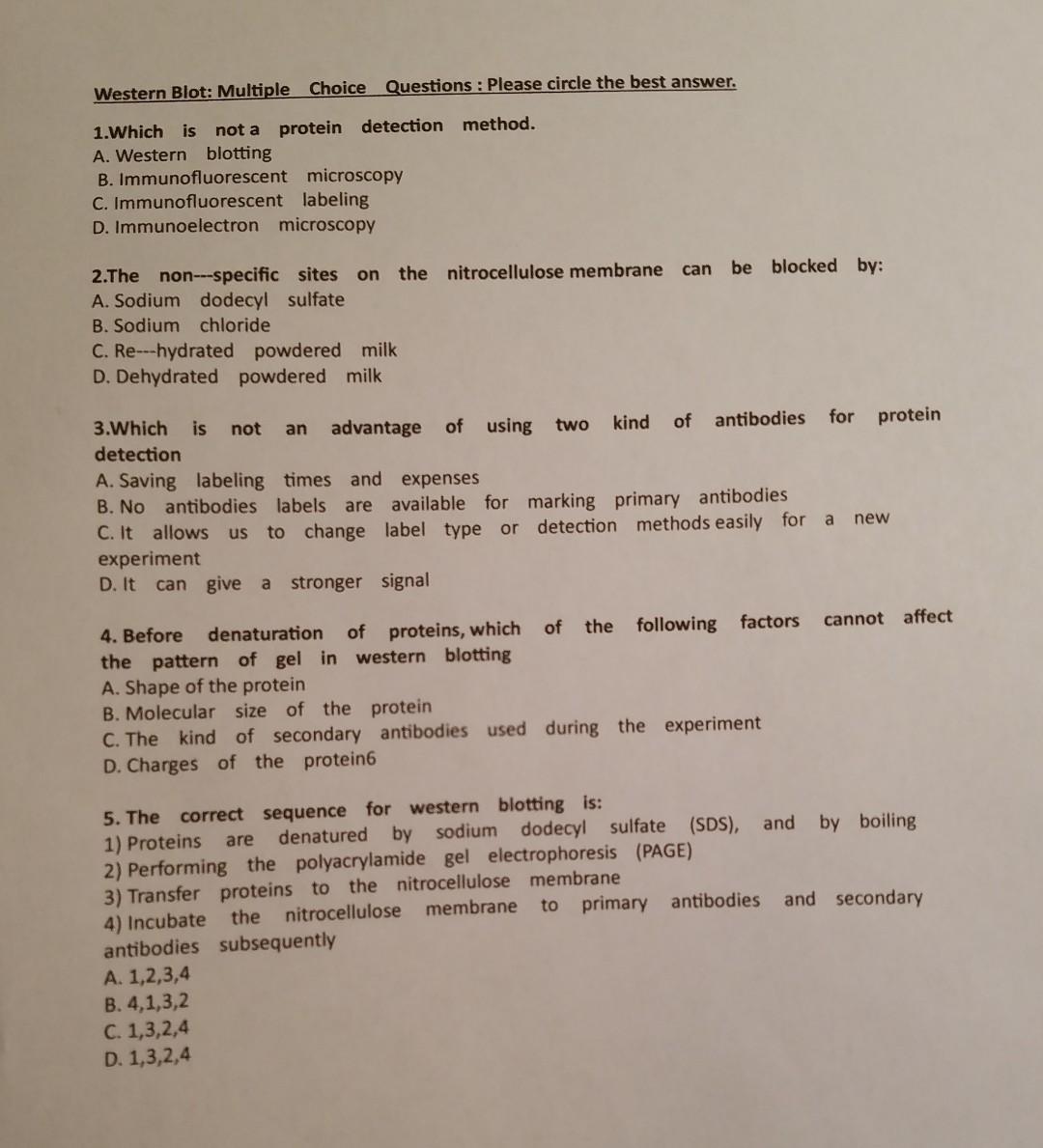 Solved Western Blot Multiple Choice Questions Please