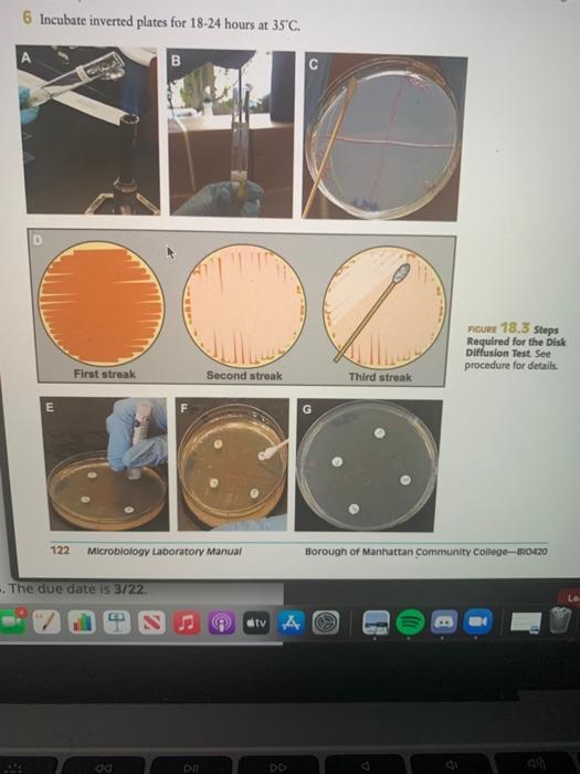 Solved 6 Incubate inverted plates for 1824 hours at 35°C. B