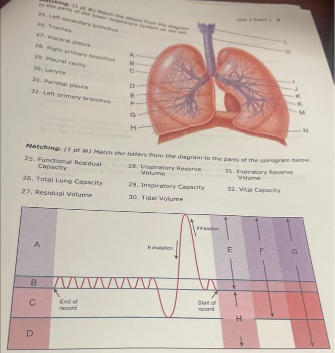 Solved Matching. (1 pt @) Match the letters from the diagram | Chegg.com