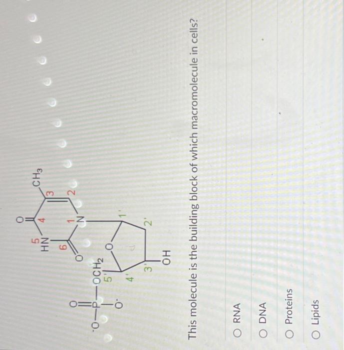 Solved This molecule is the building block of which