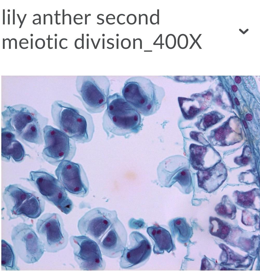 Solved lily anther second meiotic division_400X