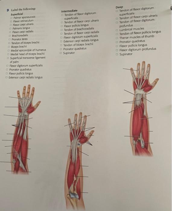 Solved 9 Label the following: Superficial Palmar aponeurosis | Chegg.com