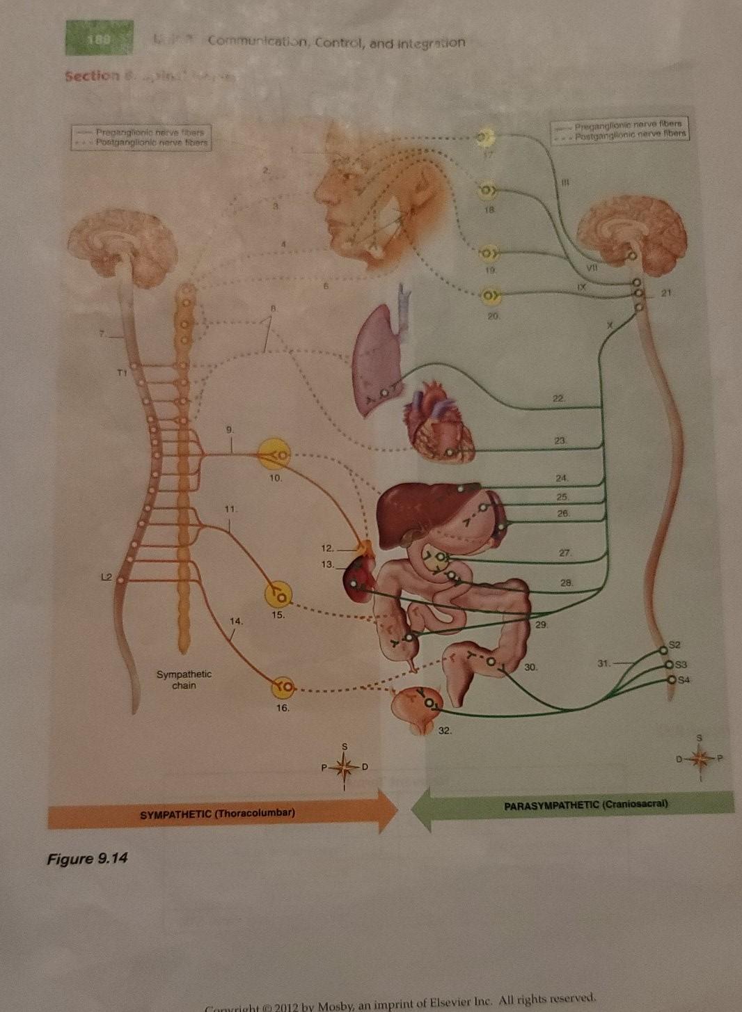 189 Communication, Control, and integration Sectional Preparigionic tervetters Poraganglione nerve fitiers Preganglione nerve