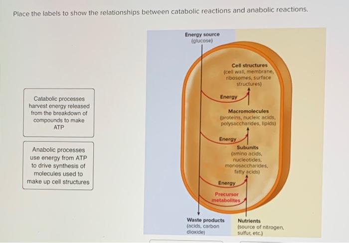 Solved Place the labels to show the relationships between | Chegg.com