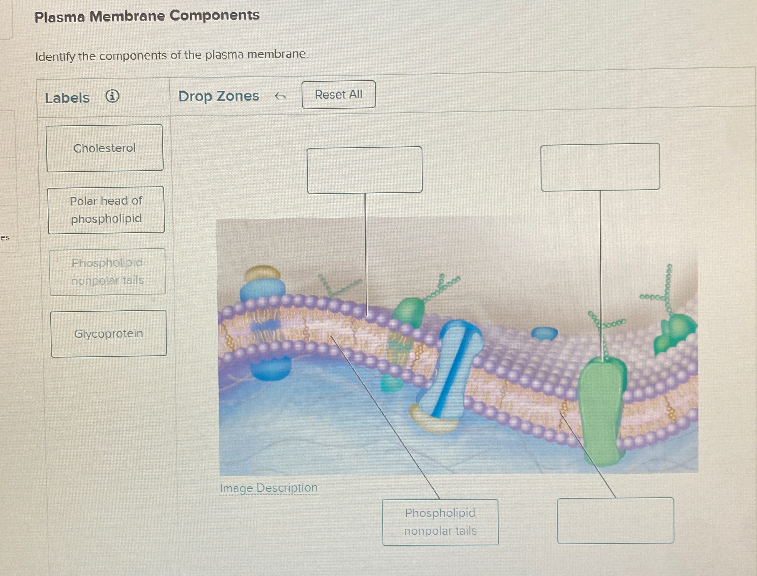 Solved Plasma Membrane ComponentsIdentify the components of | Chegg.com
