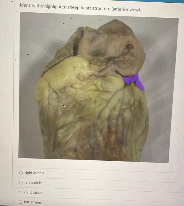 Identify the highlighted sheep heart structure (anterior view). right auricle left auricle right atrium left atrium