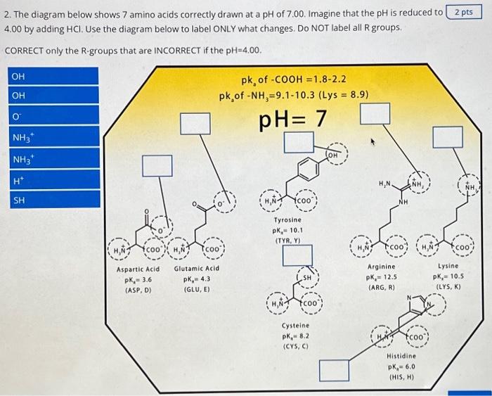 Solved 1. The figure on the right shows amino 2p acids at a | Chegg.com
