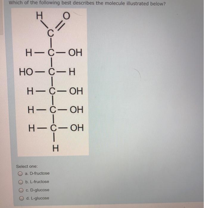 Solved Which of the following best describes the molecule | Chegg.com