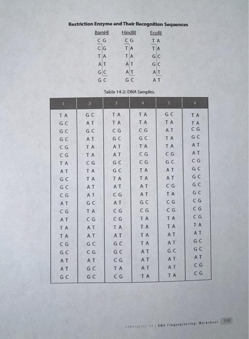 DNA FINGERPRINTING ACTIVITY INTRODUCTION DNA is the | Chegg.com